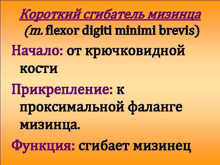 Короткий сгибатель мизинца (m. flexor digiti minimi brevis) Начало: от крючковидной кости Прикрепление: к