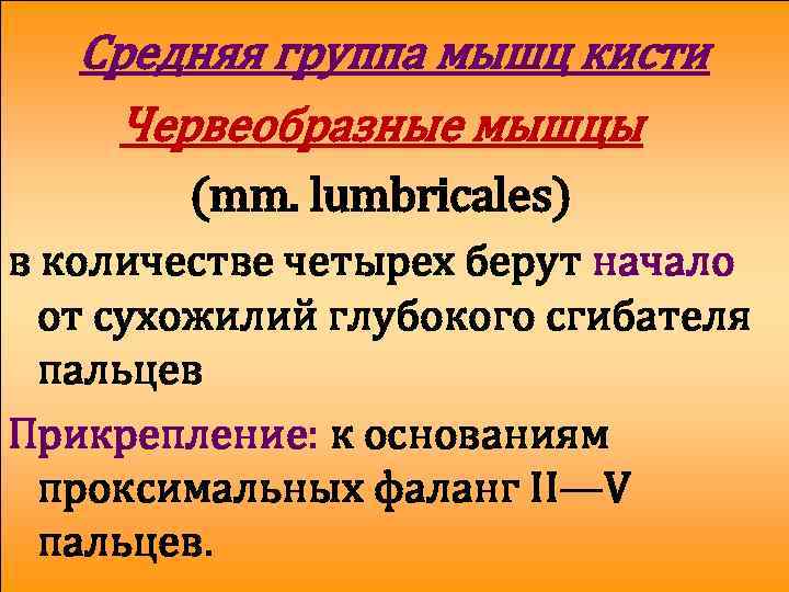 Средняя группа мышц кисти Червеобразные мышцы (mm. lumbricales) в количестве четырех берут начало от