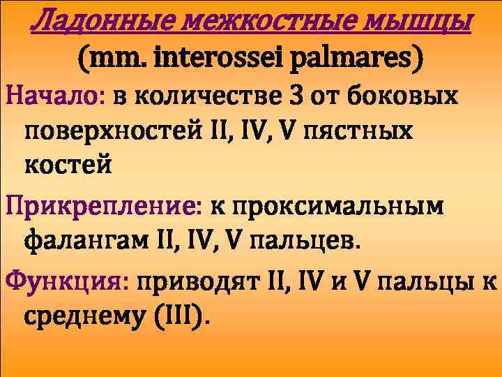 Ладонные межкостные мышцы (mm. interossei palmares) Начало: в количестве 3 от боковых поверхностей II,