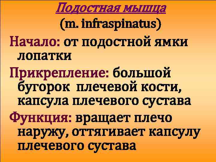 Подостная мышца (m. infraspinatus) Начало: от подостной ямки лопатки Прикрепление: большой бугорок плечевой кости,