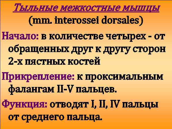 Тыльные межкостные мышцы (mm. interossei dorsales) Начало: в количестве четырех - от обращенных друг