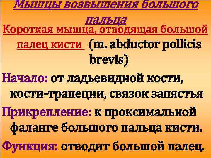 Мышцы возвышения большого пальца Короткая мышца, отводящая большой палец кисти (m. abductor pollicis brevis)