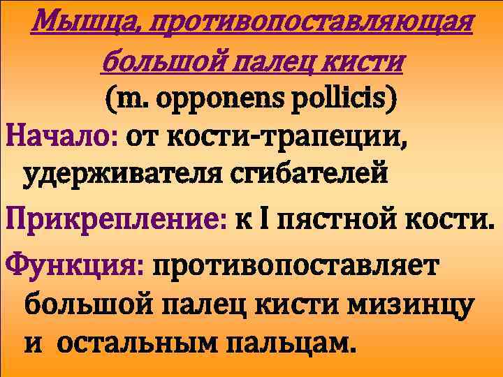 Мышца, противопоставляющая большой палец кисти (m. opponens pollicis) Начало: от кости-трапеции, удерживателя сгибателей Прикрепление: