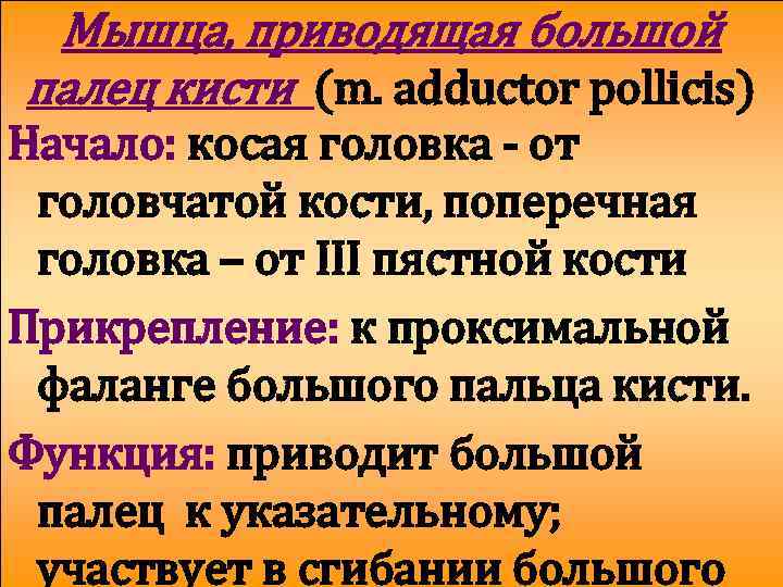 Мышца, приводящая большой палец кисти (m. adductor pollicis) Начало: косая головка - от головчатой