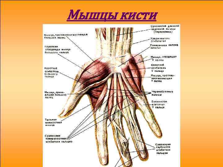 Мышцы кисти 