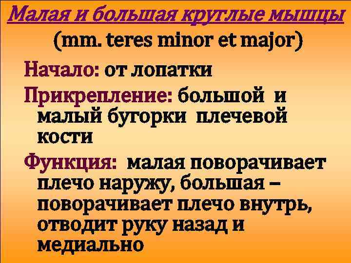 Малая и большая круглые мышцы (mm. teres minor et major) Начало: от лопатки Прикрепление: