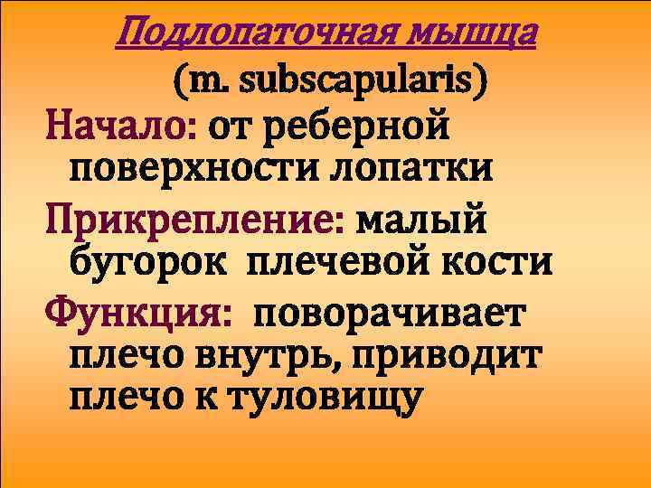 Подлопаточная мышца (m. subscapularis) Начало: от реберной поверхности лопатки Прикрепление: малый бугорок плечевой кости