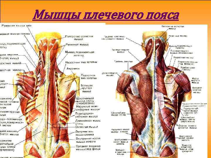 Мышцы плечевого пояса 