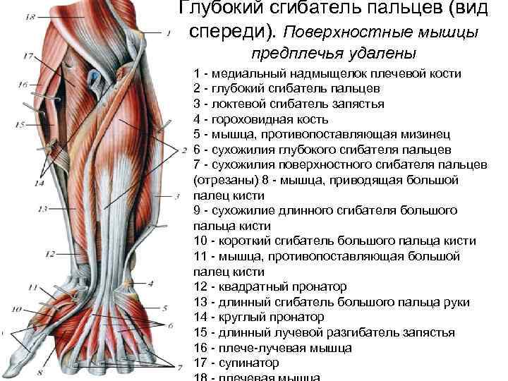 Глубокий сгибатель пальцев (вид спереди). Поверхностные мышцы предплечья удалены 1 - медиальный надмыщелок плечевой