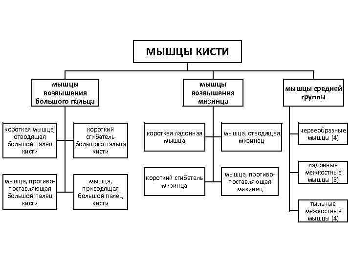 МЫШЦЫ КИСТИ мышцы возвышения большого пальца короткая мышца, отводящая большой палец кисти мышца, противопоставляющая