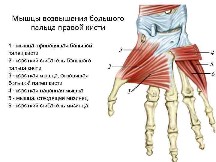 Мышцы возвышения большого пальца правой кисти 1 - мышца, приводящая большой палец кисти 2