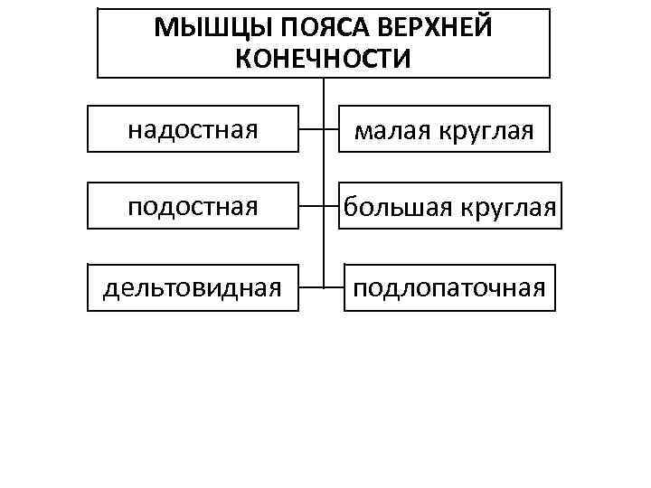 МЫШЦЫ ПОЯСА ВЕРХНЕЙ КОНЕЧНОСТИ надостная малая круглая подостная большая круглая дельтовидная подлопаточная 