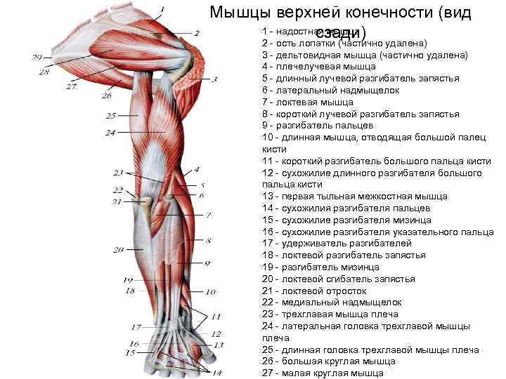 Мышцы верхней конечности (вид 1 - надостная мышца сзади) 2 - ость лопатки (частично