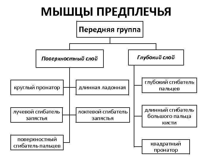 МЫШЦЫ ПРЕДПЛЕЧЬЯ Передняя группа Поверхностный слой Глубокий слой круглый пронатор длинная ладонная глубокий сгибатель