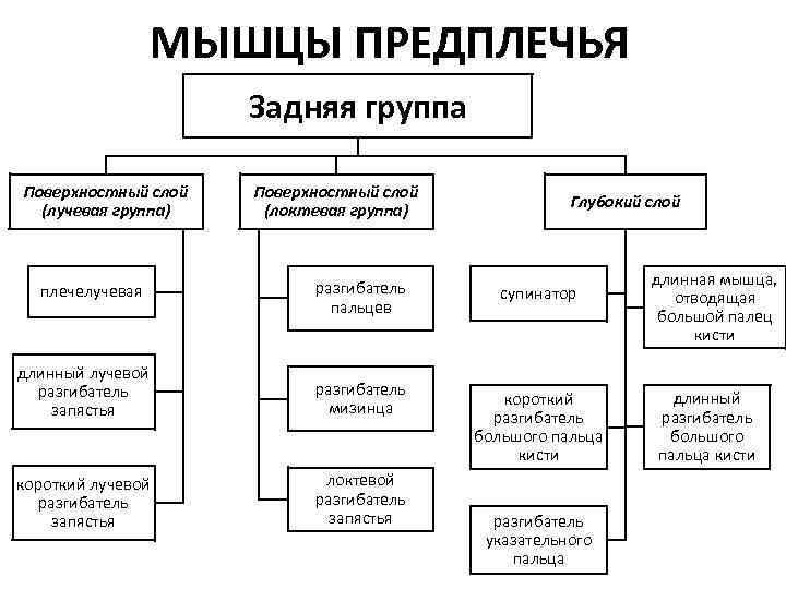 МЫШЦЫ ПРЕДПЛЕЧЬЯ Задняя группа Поверхностный слой (лучевая группа) плечелучевая Поверхностный слой (локтевая группа) разгибатель