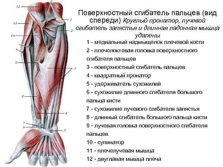 Длинный сгибатель пальцев