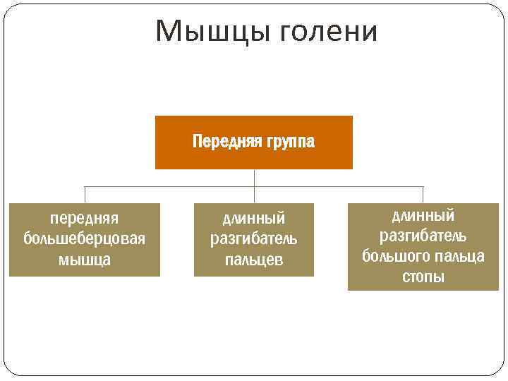 Мышцы голени Передняя группа передняя большеберцовая мышца длинный разгибатель пальцев длинный разгибатель большого пальца