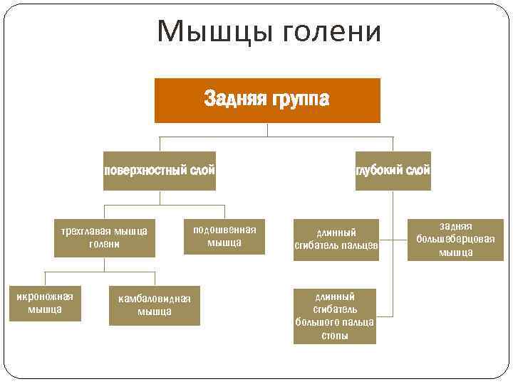 Мышцы голени Задняя группа поверхностный слой трехглавая мышца голени икроножная мышца камбаловидная мышца подошвенная