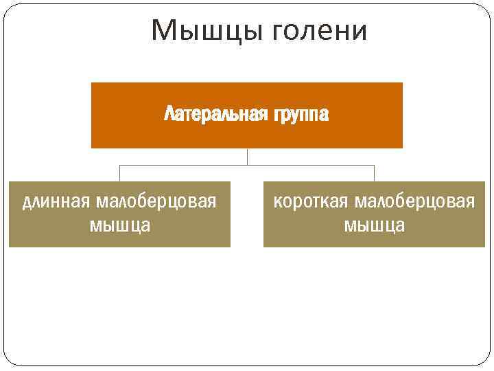 Мышцы голени Латеральная группа длинная малоберцовая мышца короткая малоберцовая мышца 