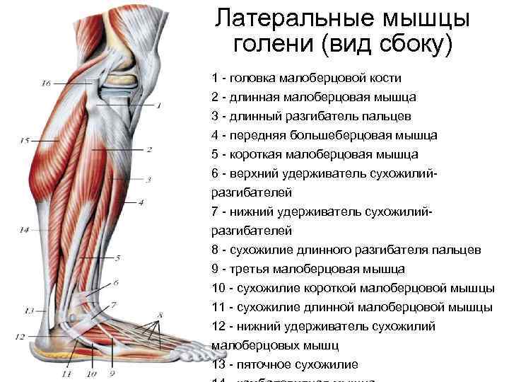 Мышцы пальцев ног анатомия картинки