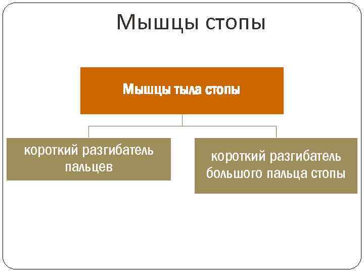 Мышцы стопы Мышцы тыла стопы короткий разгибатель пальцев короткий разгибатель большого пальца стопы 