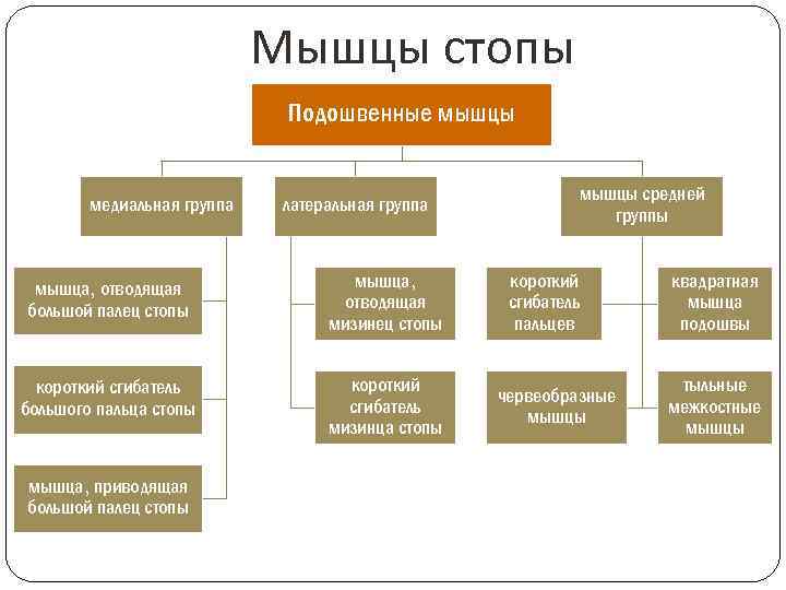 Мышцы стопы Подошвенные мышцы медиальная группа латеральная группа мышца, отводящая большой палец стопы мышца,