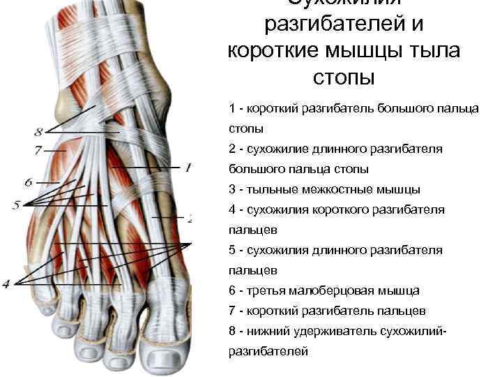 Сухожилия разгибателей и короткие мышцы тыла стопы 1 - короткий разгибатель большого пальца стопы