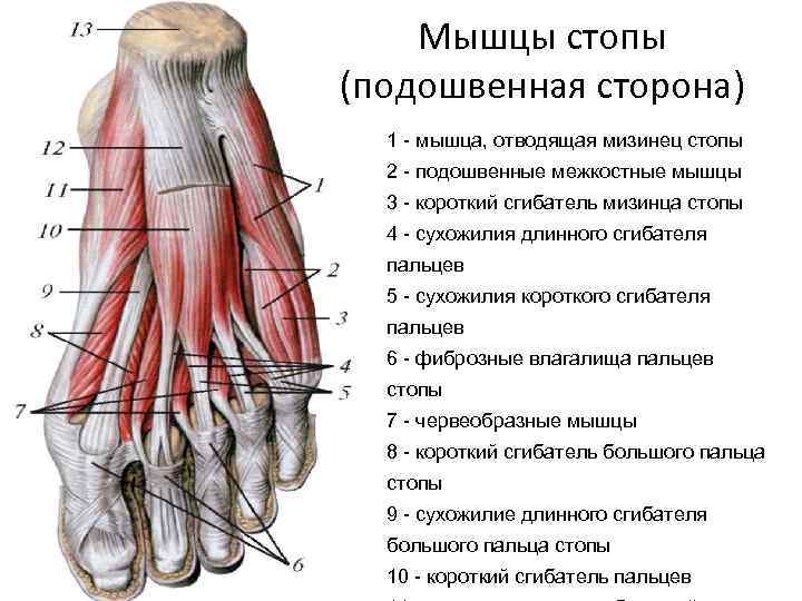 Мышцы стопы (подошвенная сторона) 1 - мышца, отводящая мизинец стопы 2 - подошвенные межкостные