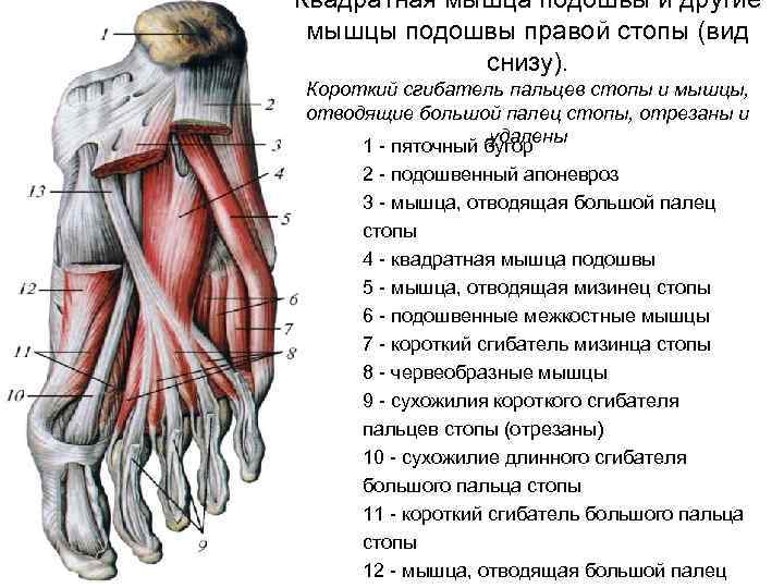 Квадратная мышца подошвы и другие мышцы подошвы правой стопы (вид снизу). Короткий сгибатель пальцев