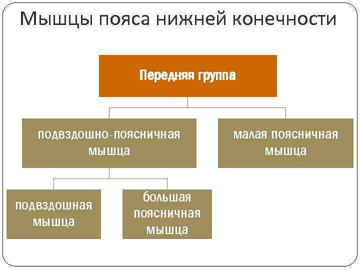 Мышцы пояса нижней конечности Передняя группа подвздошно-поясничная мышца подвздошная мышца большая поясничная мышца малая