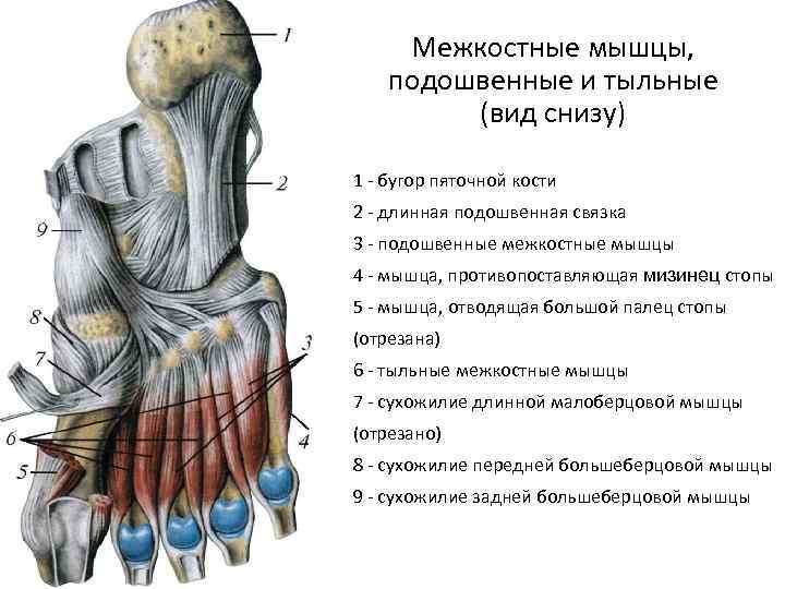 Межкостные мышцы, подошвенные и тыльные (вид снизу) 1 - бугор пяточной кости 2 -