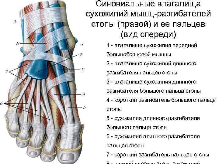 Сухожилия стопы. Сухожилие длинного разгибателя большого пальца стопы. Разгибатель 1 пальца стопы. Синовиальное влагалище сухожилия мышцы. Сухожилие длинного сгибателя 1 пальца стопы.