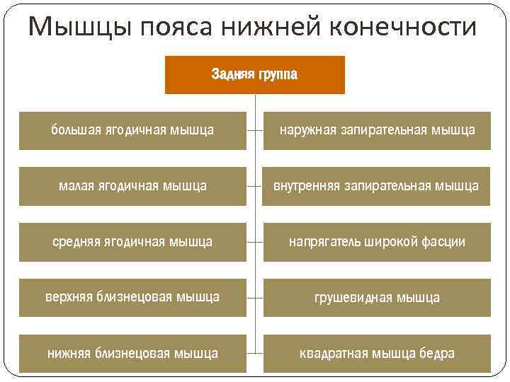 Мышцы пояса нижней конечности Задняя группа большая ягодичная мышца наружная запирательная мышца малая ягодичная