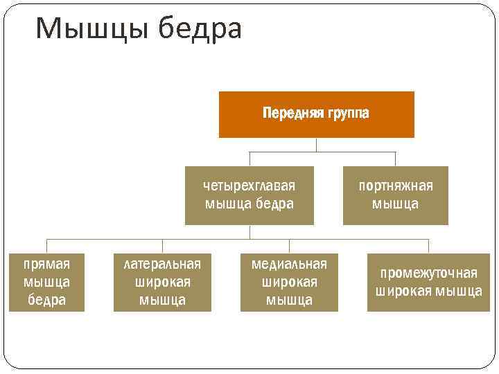 Мышцы бедра Передняя группа четырехглавая мышца бедра прямая мышца бедра латеральная широкая мышца медиальная