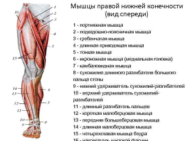 Мышцы правой нижней конечности (вид спереди) 1 - портняжная мышца 2 - подвздошно-поясничная мышца