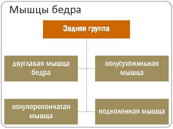 Мышцы бедра Задняя группа двуглавая мышца бедра полусухожильная мышца полуперепончатая мышца подколенная мышца 