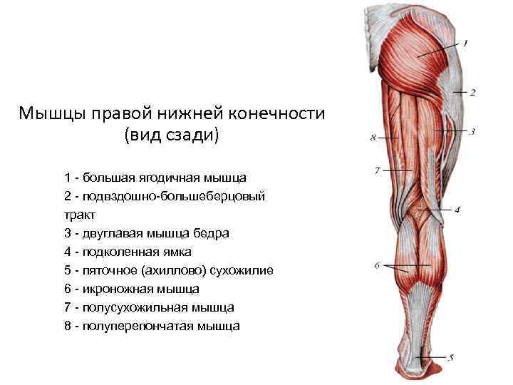 Большая ягодичная мышца фото