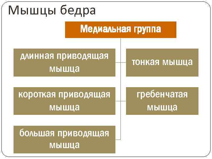 Мышцы бедра Медиальная группа длинная приводящая мышца тонкая мышца короткая приводящая мышца гребенчатая мышца