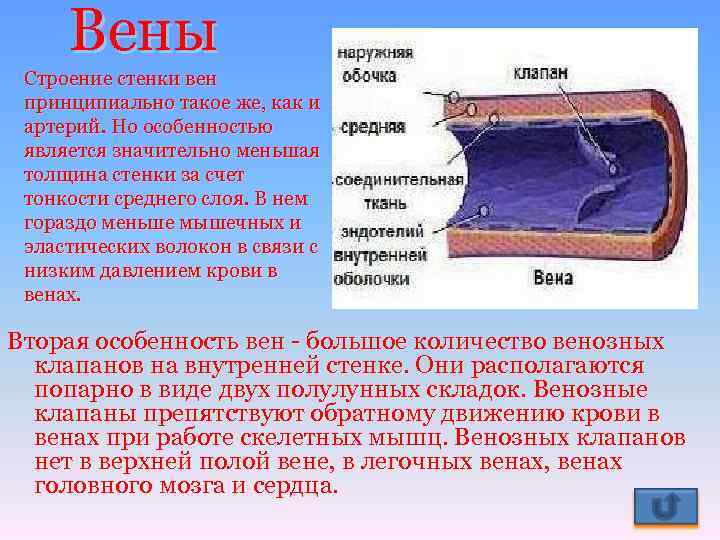 Вены Строение стенки вен принципиально такое же, как и артерий. Но особенностью является значительно