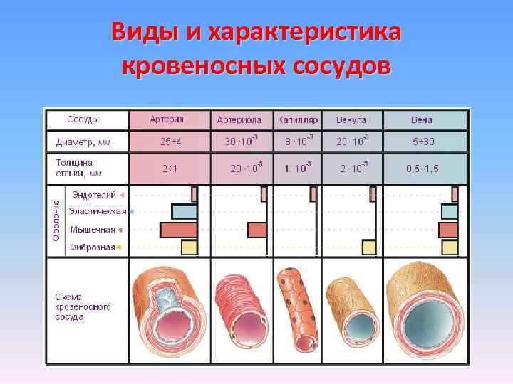 Виды и характеристика кровеносных сосудов 