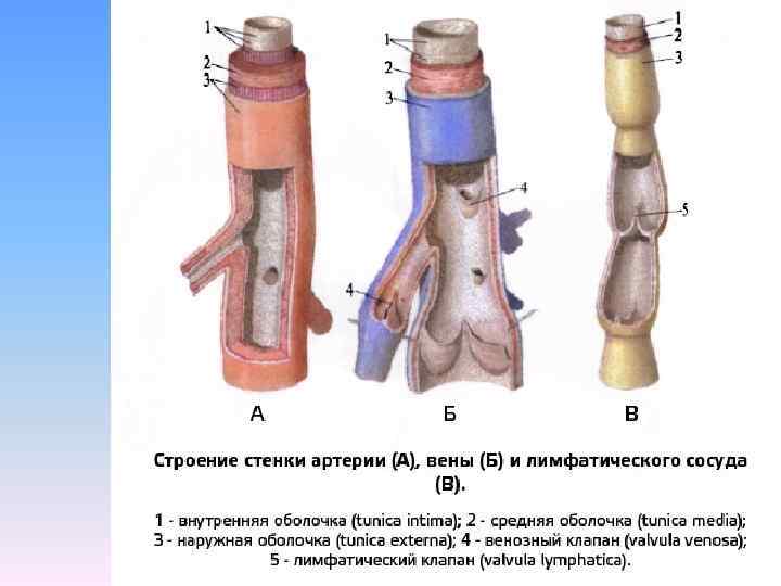 Наука изучающая сосуды человека