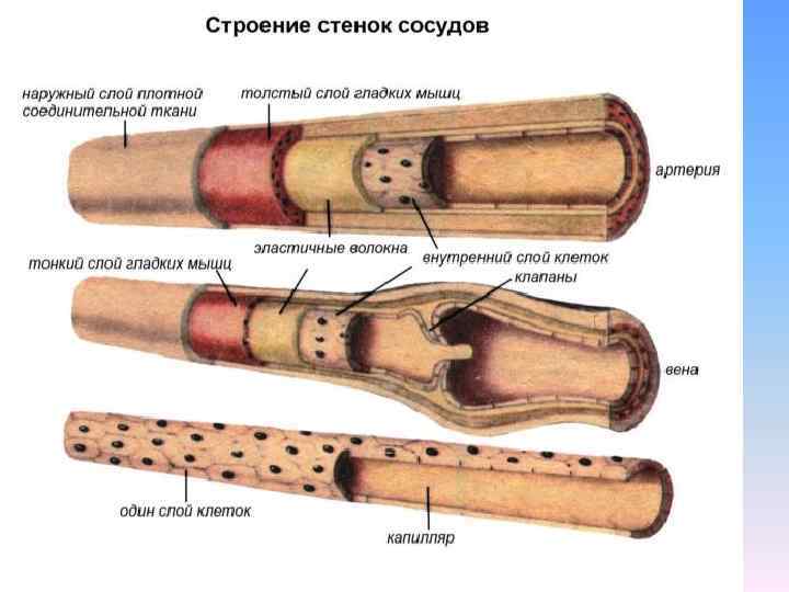 Наука изучающая сосуды человека