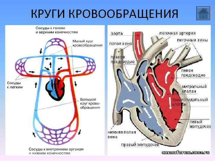 КРУГИ КРОВООБРАЩЕНИЯ 