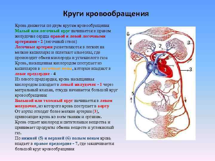 Круги кровообращения Кровь движется по двум кругам кровообращения Малый или легочный круг начинается в