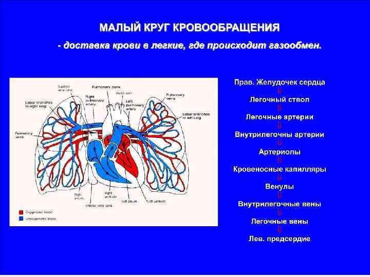 Наука изучающая сосуды человека