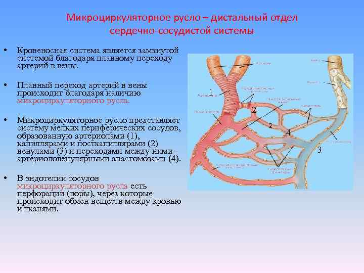 Микроциркуляторное русло – дистальный отдел сердечно-сосудистой системы • Кровеносная система является замкнутой системой благодаря