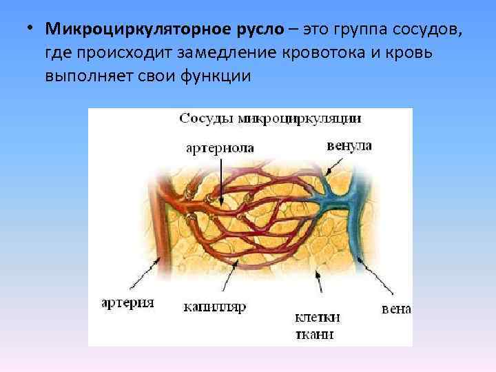  • Микроциркуляторное русло – это группа сосудов, где происходит замедление кровотока и кровь