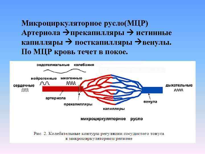 Микроциркуляторное русло(МЦР) Артериола прекапилляры истинные капилляры посткапилляры венулы. По МЦР кровь течет в покое.