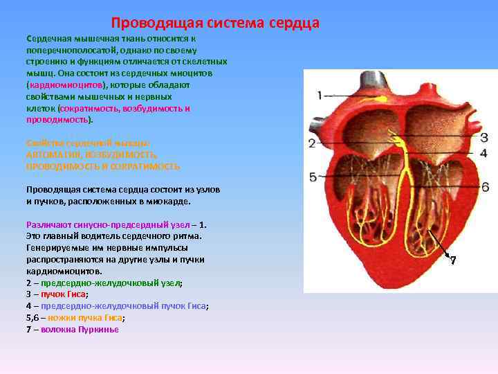  Проводящая система сердца Сердечная мышечная ткань относится к поперечнополосатой, однако по своему строению