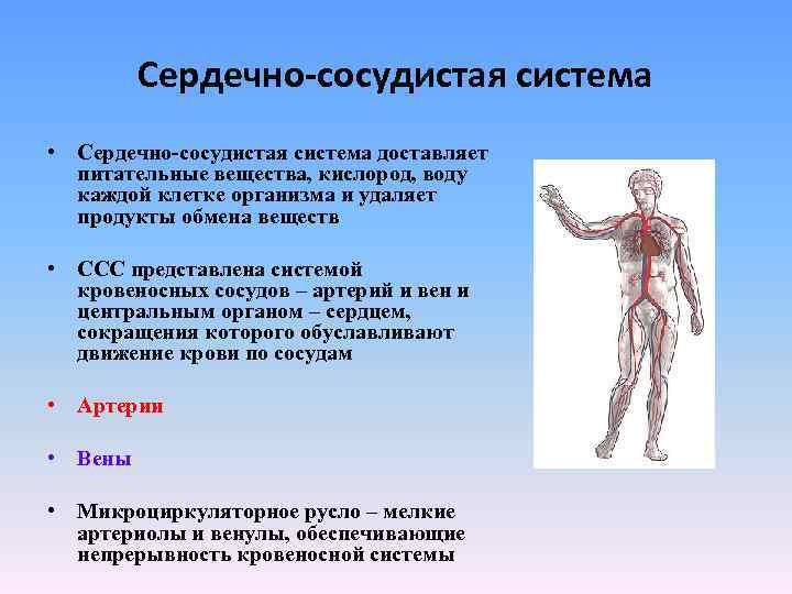 Сердечно-сосудистая система • Сердечно-сосудистая система доставляет питательные вещества, кислород, воду каждой клетке организма и